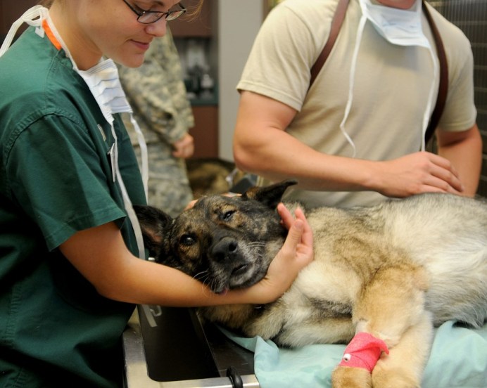 holding-dog-head-e1519278244598.jpg