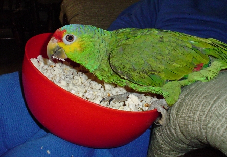 tequilapalomitas.jpg