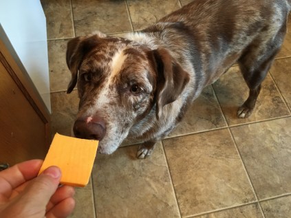 I Am The Cheese Dog