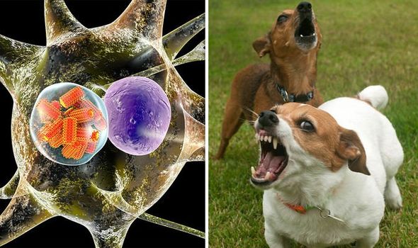 Rabies-outbreak-map-rabies-symptoms-rabies-dog-bite-1125644